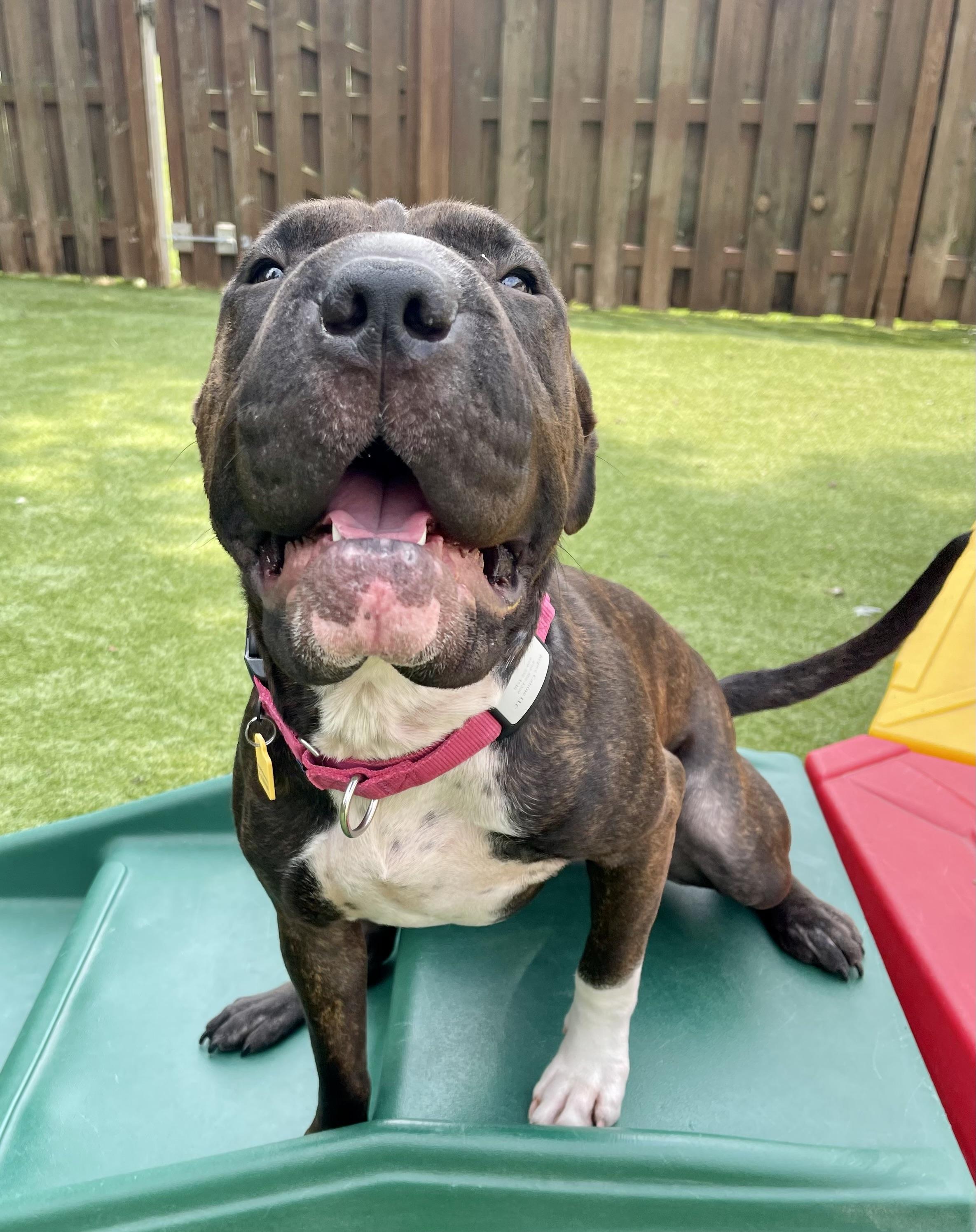 Enlarge Bubbles, a ADOPTABLE mixed breed in Cleveland, OH image 6/6