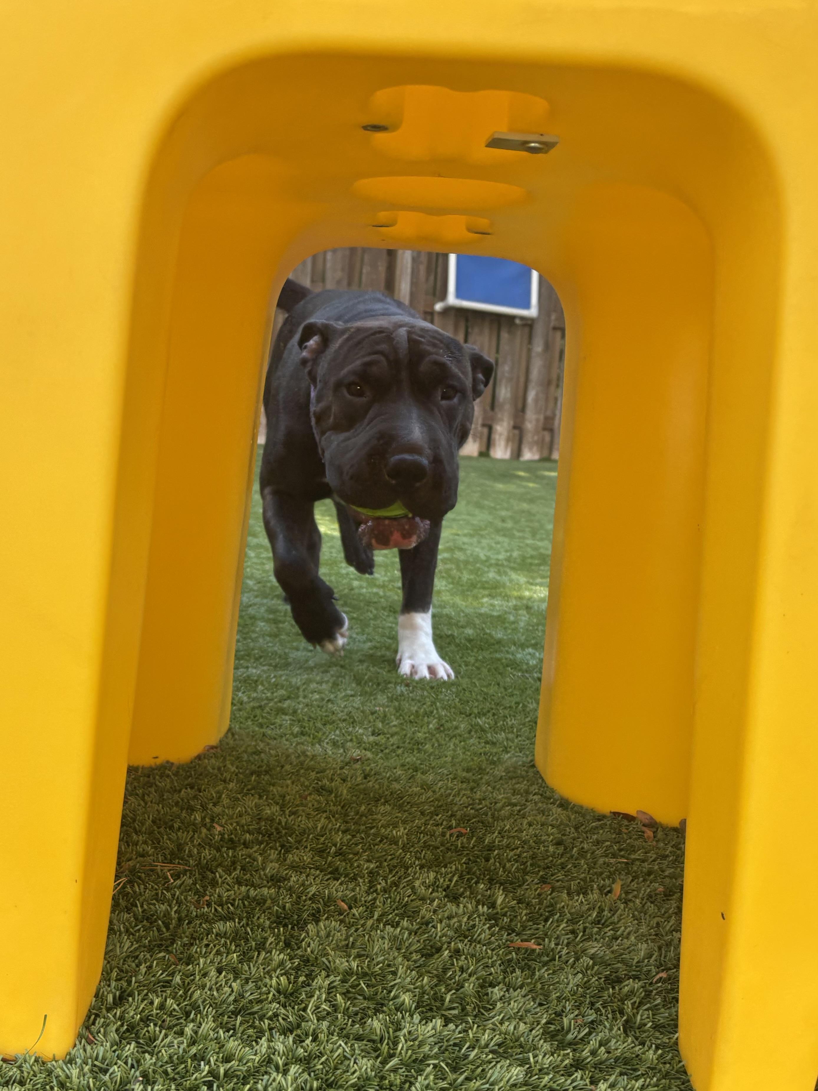 Bubbles, a ADOPTABLE mixed breed in Cleveland, OH image 3/6