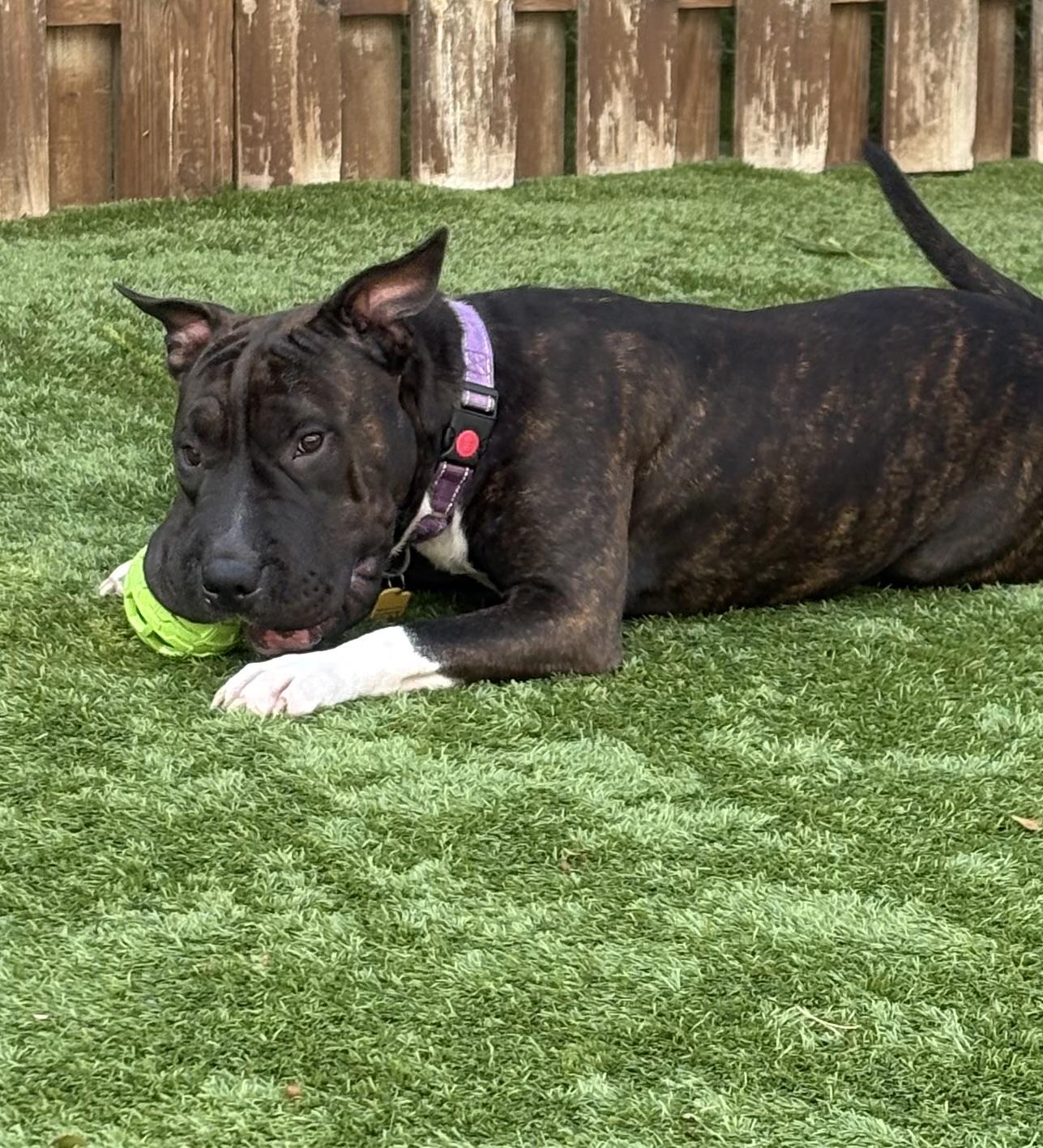 Bubbles, a ADOPTABLE mixed breed in Cleveland, OH image 4/6