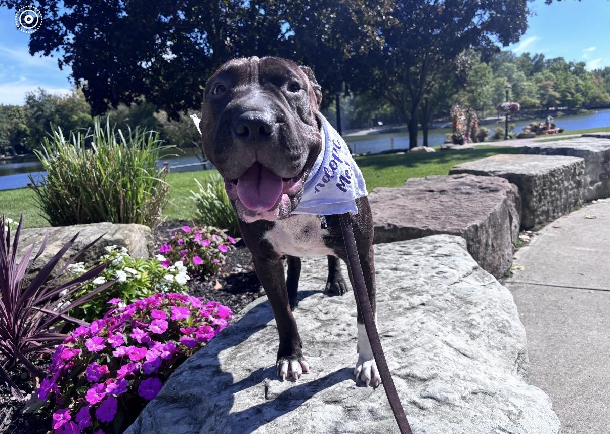 Enlarge Bubbles, a Adoptable mixed breed in Cleveland, OH image 6/6