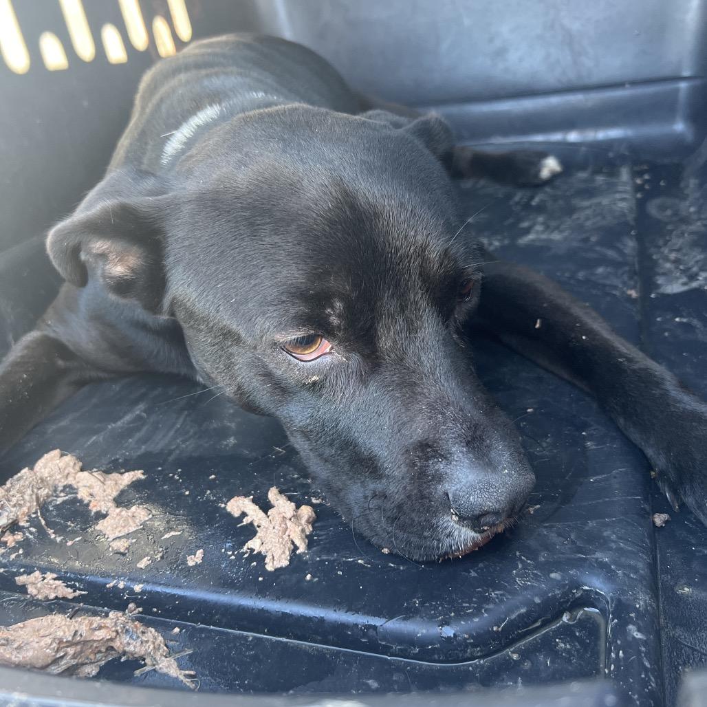 Burkett — thumbnail 3