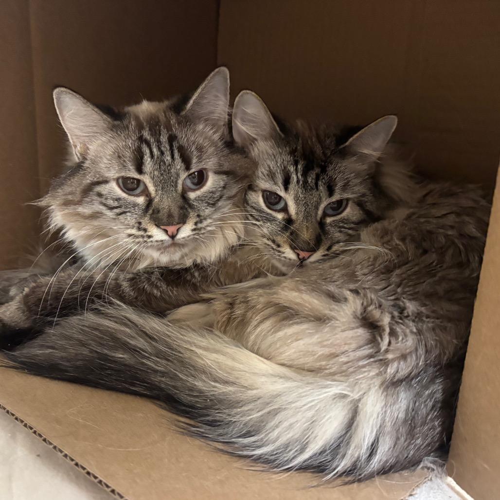 Lily, Adoptable, Senior Female Domestic Medium Hair & Siamese.