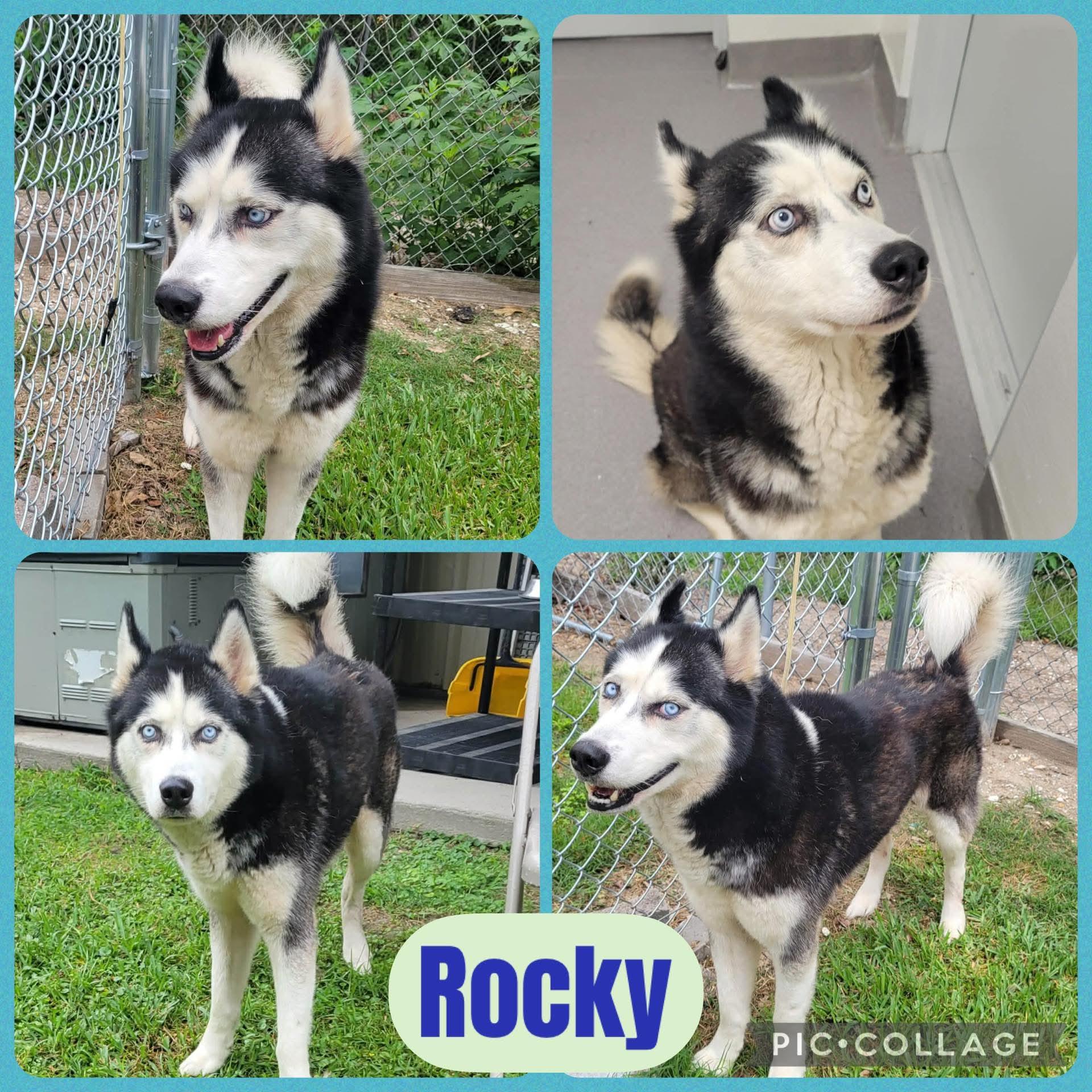 Rocky, ADOPTABLE, Young Male Husky.