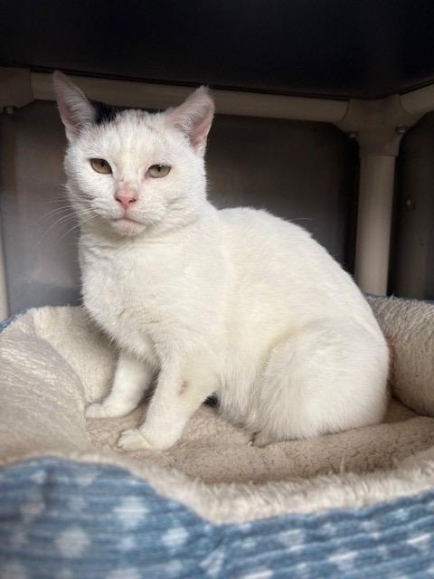 Starr, Adopted, Adult Female Domestic Short Hair.