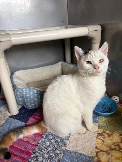 Enlarge Starr, a Adopted mixed breed in Ladysmith, WI image 2/3