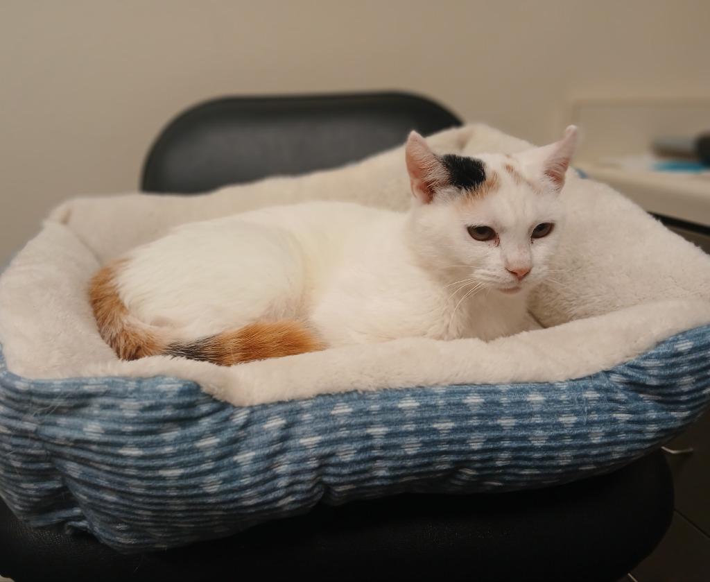 Enlarge Starr, a Adopted mixed breed in Ladysmith, WI image 3/3