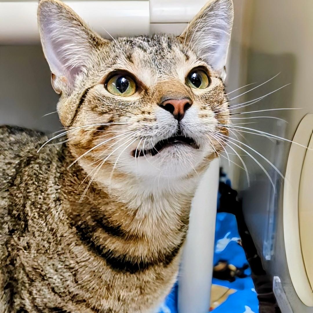 Levi, a Adoptable Domestic Short Hair in West Jefferson, OH image 1/6