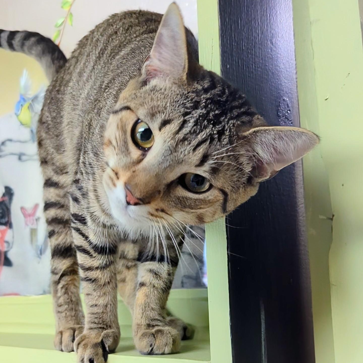 Levi, a Adoptable Domestic Short Hair in West Jefferson, OH image 2/6