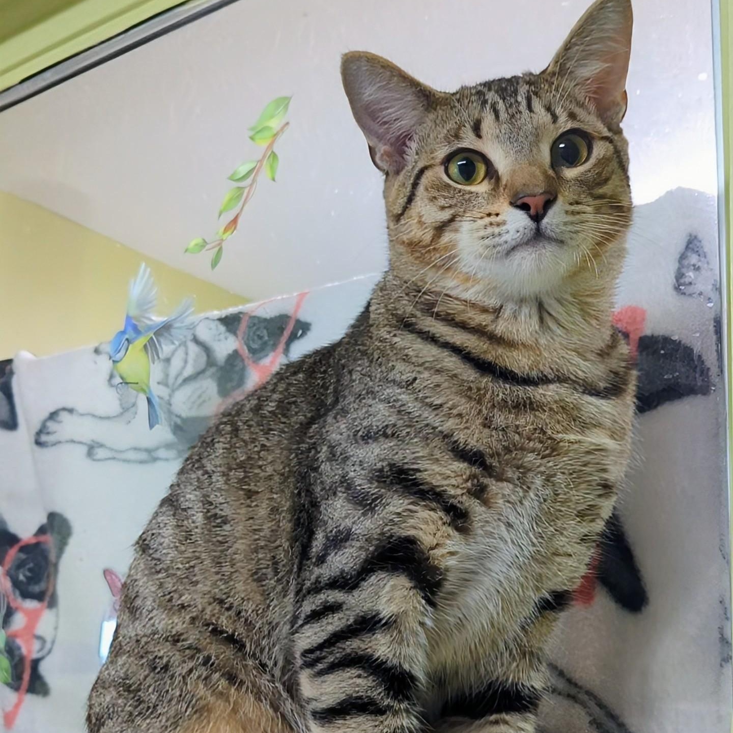 Levi, a Adoptable Domestic Short Hair in West Jefferson, OH image 5/6