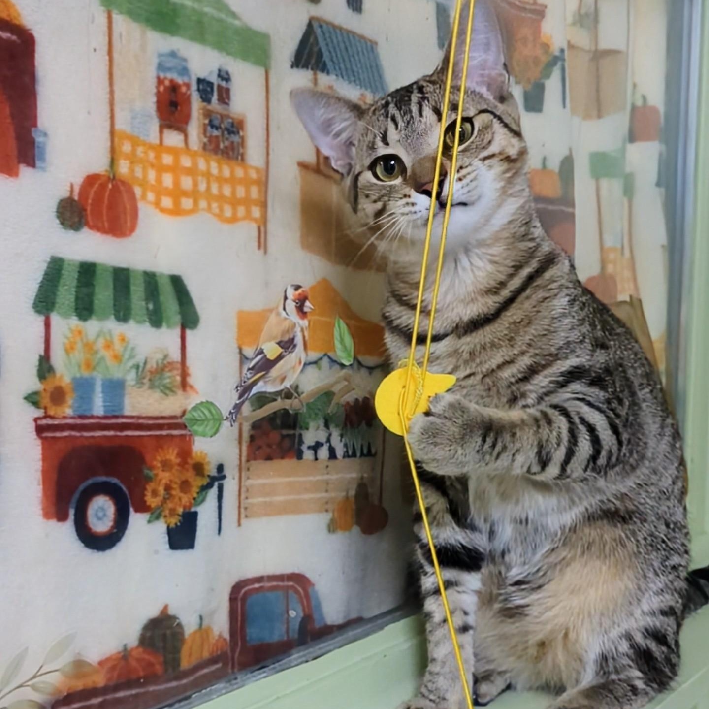 Levi, a Adoptable Domestic Short Hair in West Jefferson, OH image 6/6