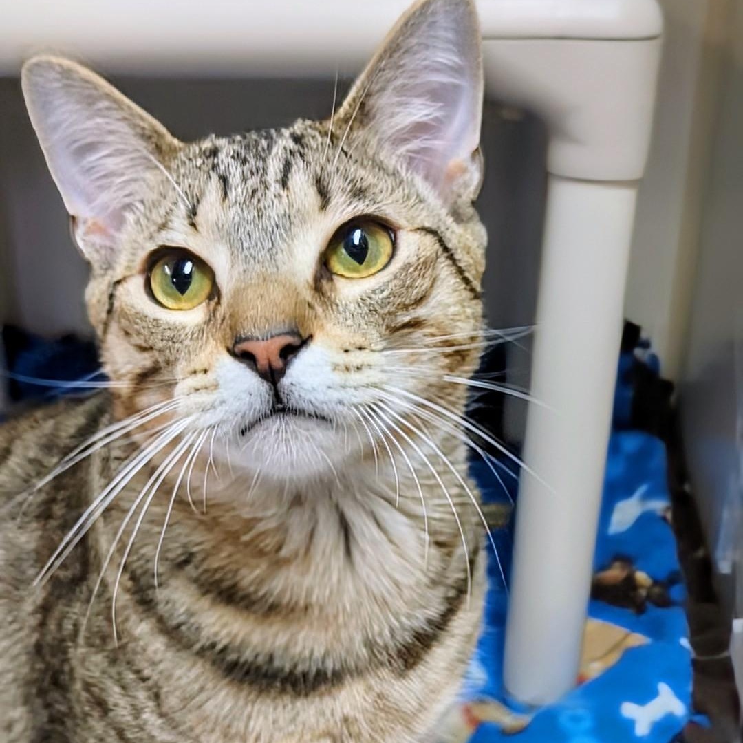 Levi, a Adoptable Domestic Short Hair in West Jefferson, OH image 3/6