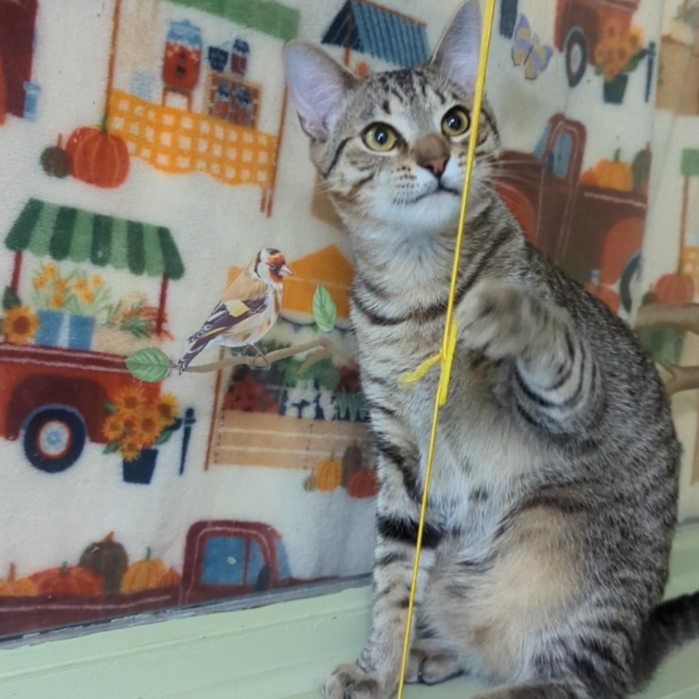 Levi, a Adoptable Domestic Short Hair in West Jefferson, OH image 4/6