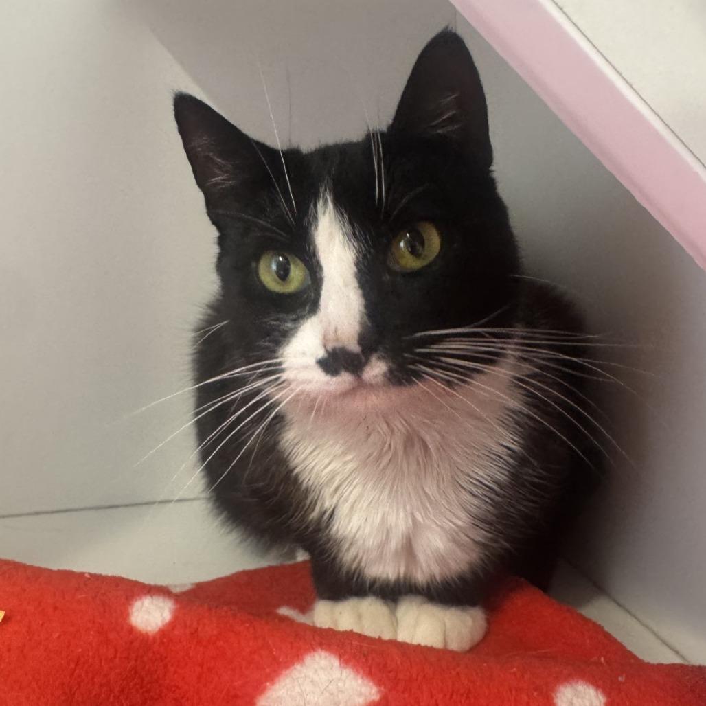 Tink, Adoptable, Adult Female Domestic Short Hair.