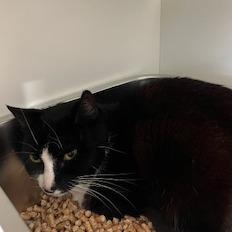 Tink, Adoptable, Adult Female Domestic Short Hair.