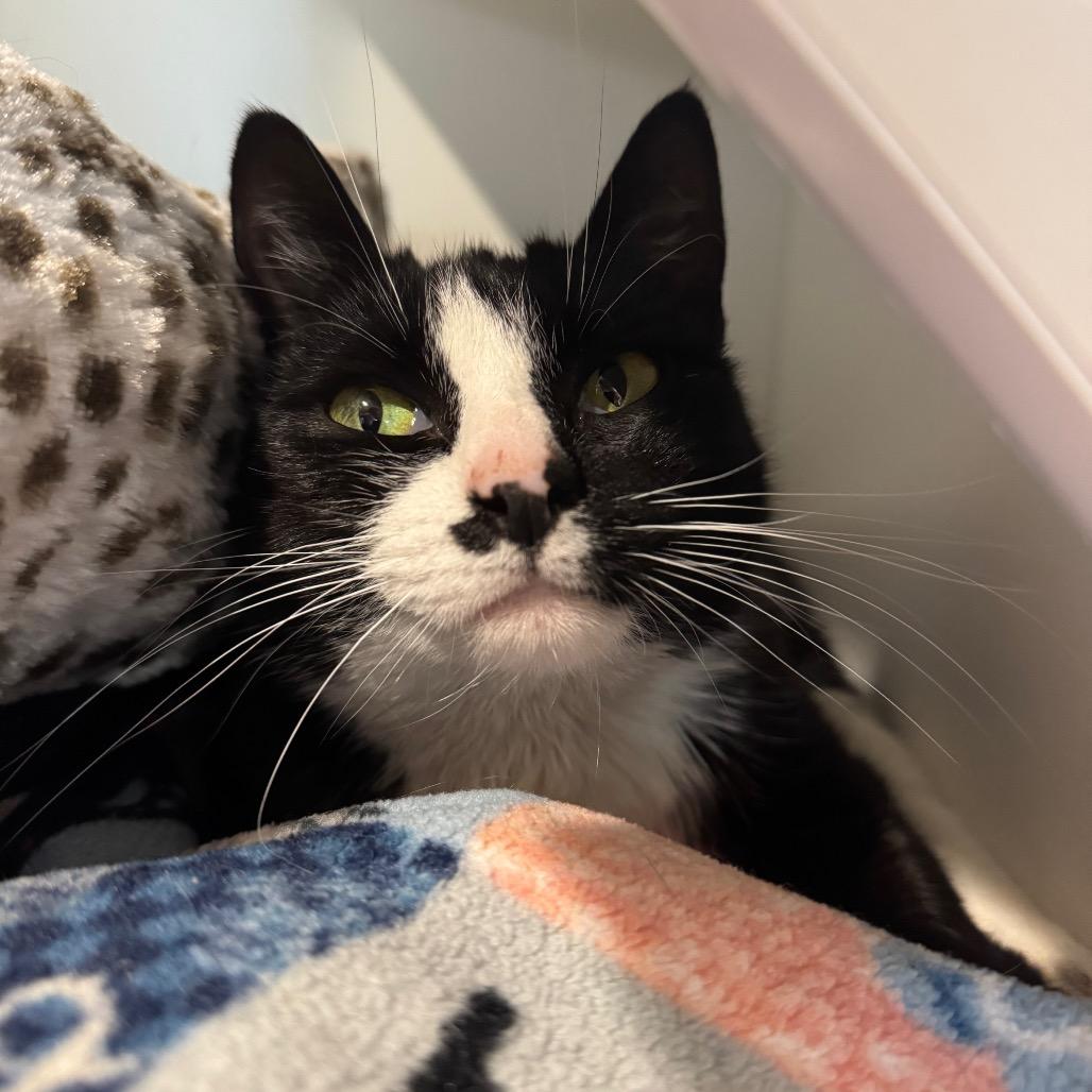 Tink — thumbnail 3