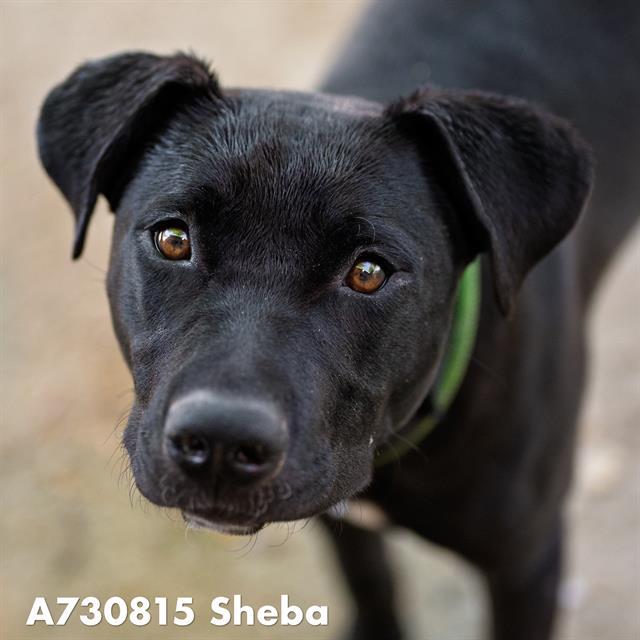 SHEBA, Adoptable, Young Female German Shepherd Dog.