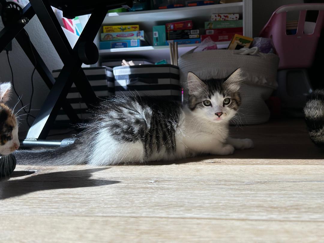 Enlarge Marley, an adopted Domestic Short Hair in Oceanside, CA image 3/6