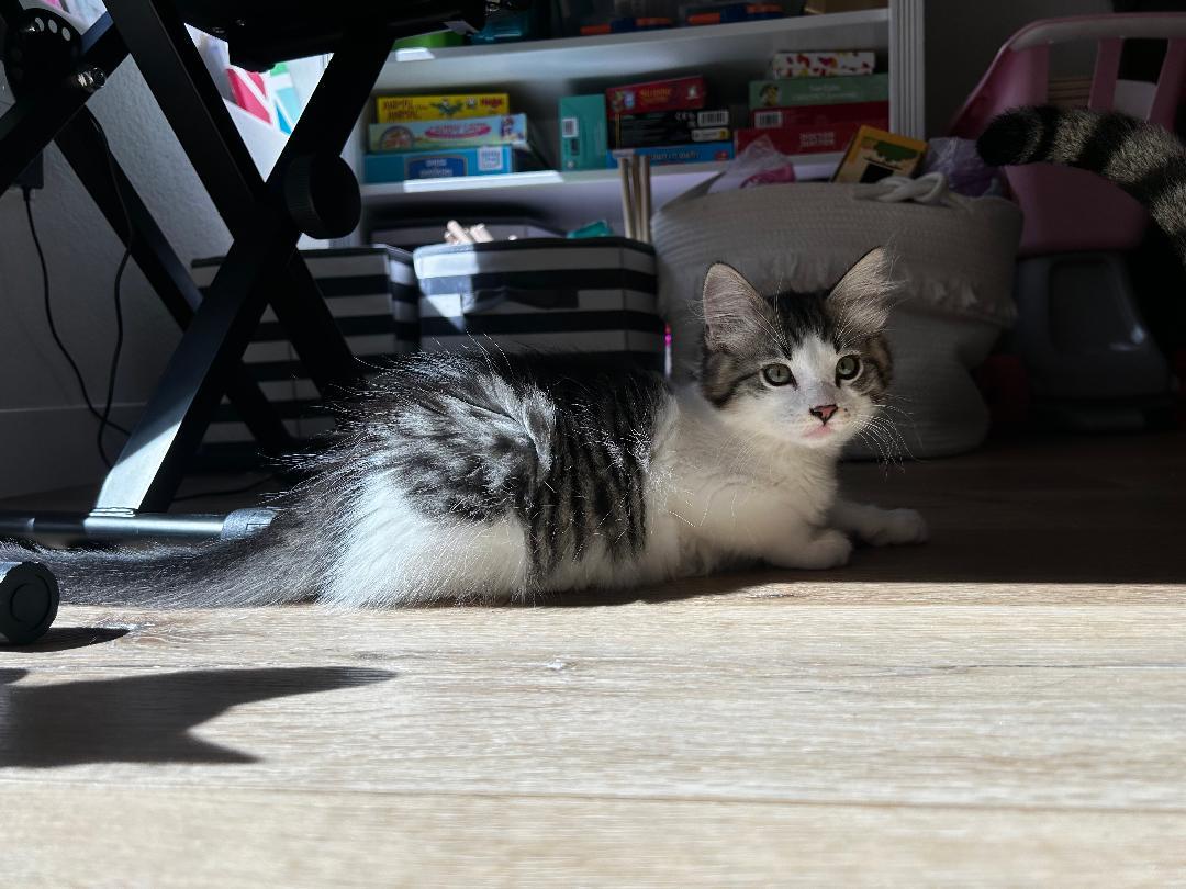 Enlarge Marley, an adopted Domestic Short Hair in Oceanside, CA image 6/6