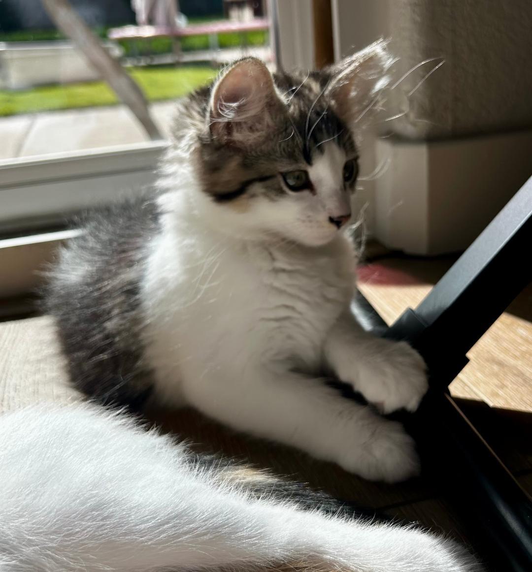 Enlarge Marley, an adopted Domestic Short Hair in Oceanside, CA image 2/6