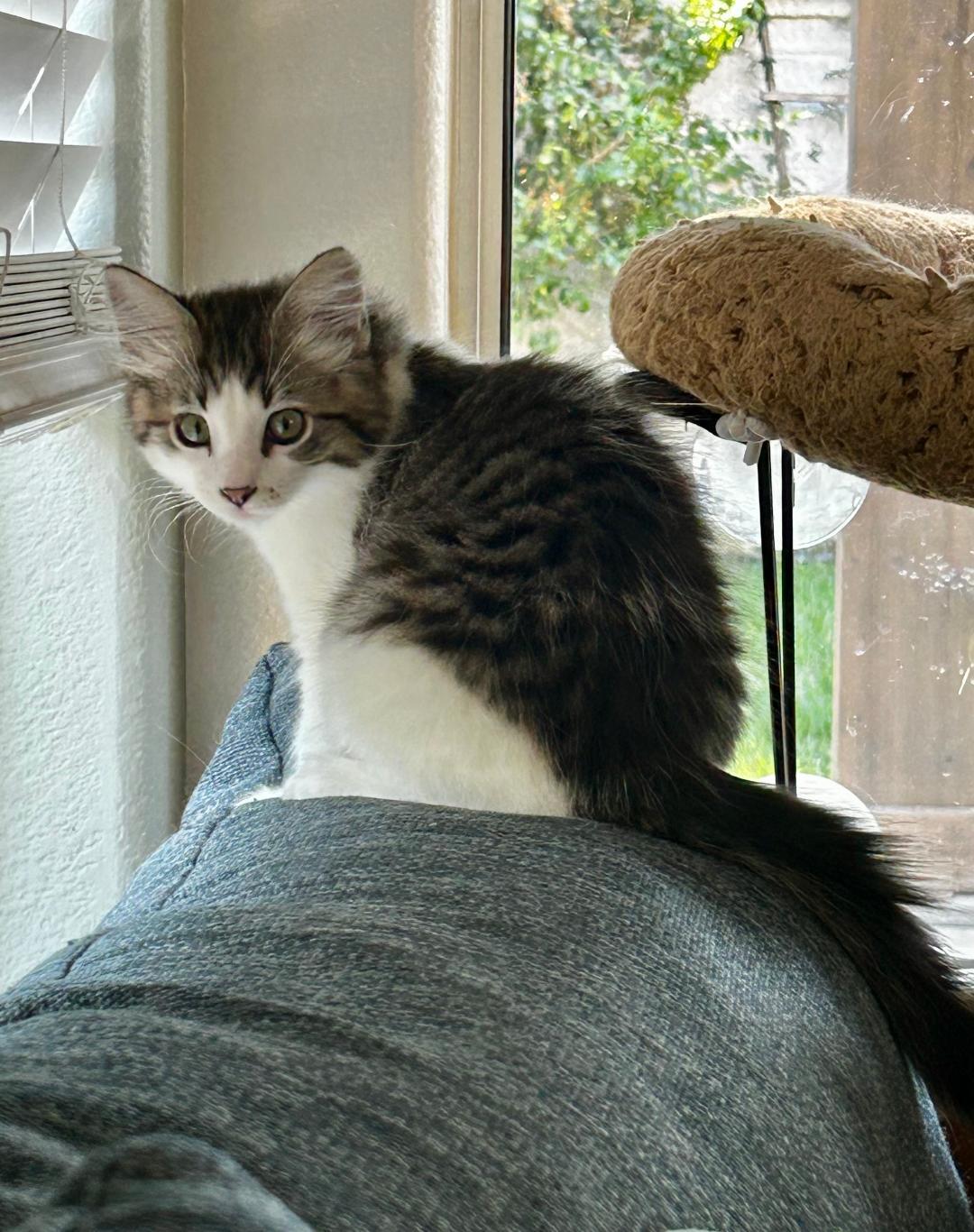 Enlarge Marley, an adopted Domestic Short Hair in Oceanside, CA image 4/6