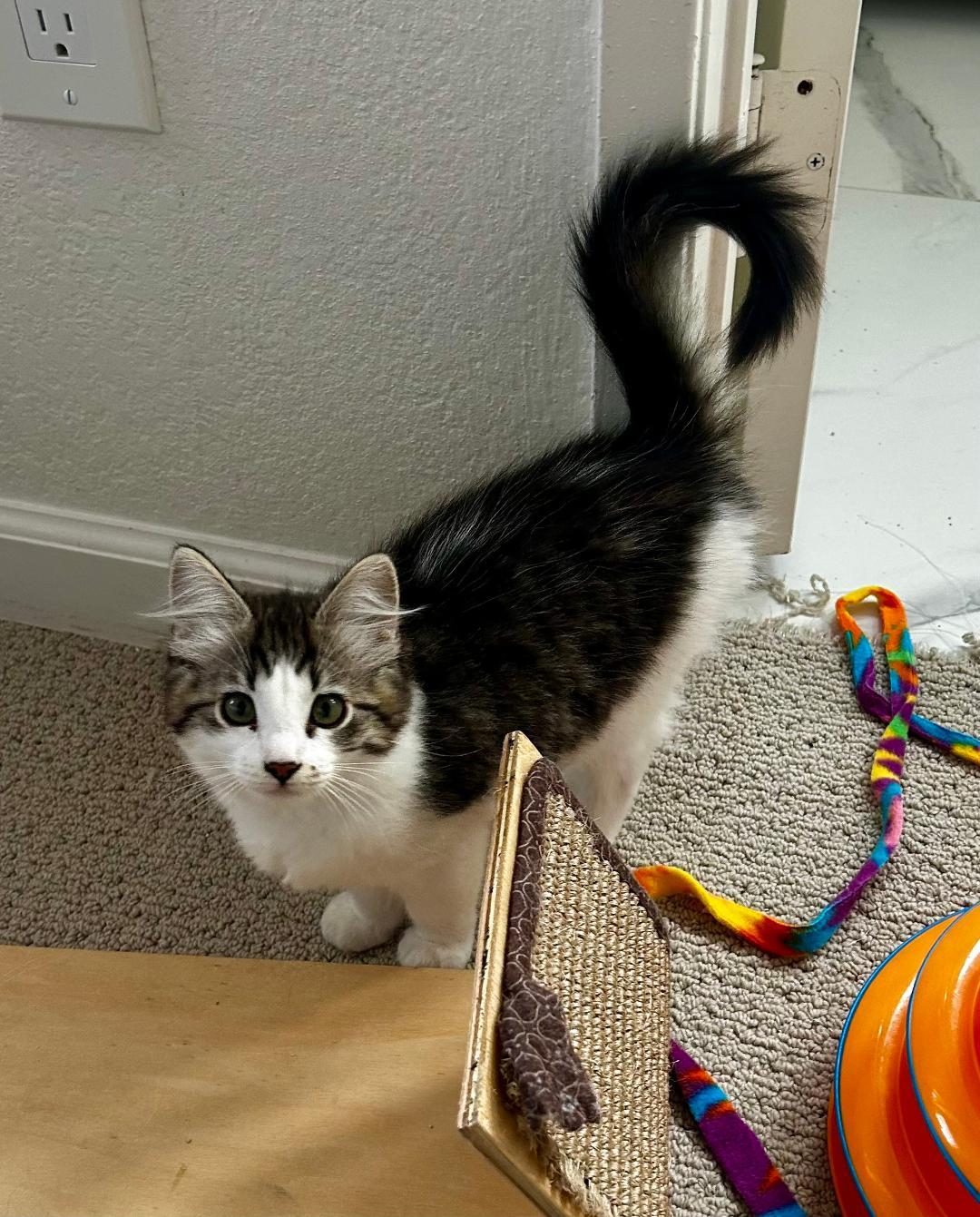 Enlarge Marley, an adopted Domestic Short Hair in Oceanside, CA image 5/6