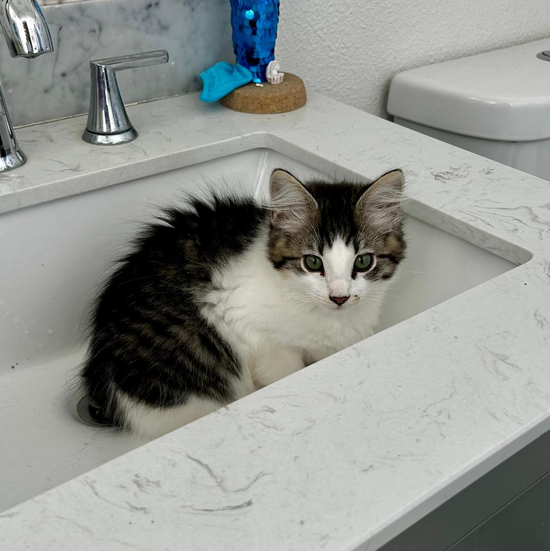 Enlarge Marley, an adopted Domestic Short Hair in Oceanside, CA image 1/6