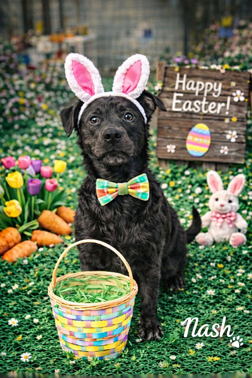 Enlarge Nash, a ADOPTABLE Wirehaired Terrier in Momence, IL image 1/1