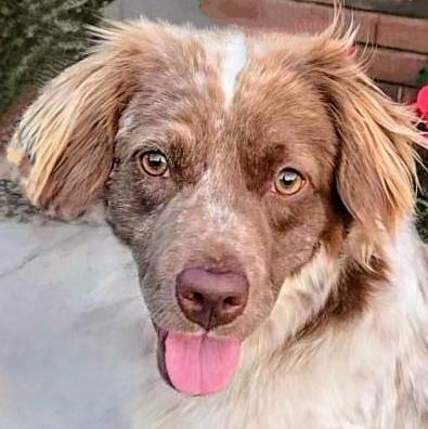 Izzy - Cross Post, Young Female unknown
