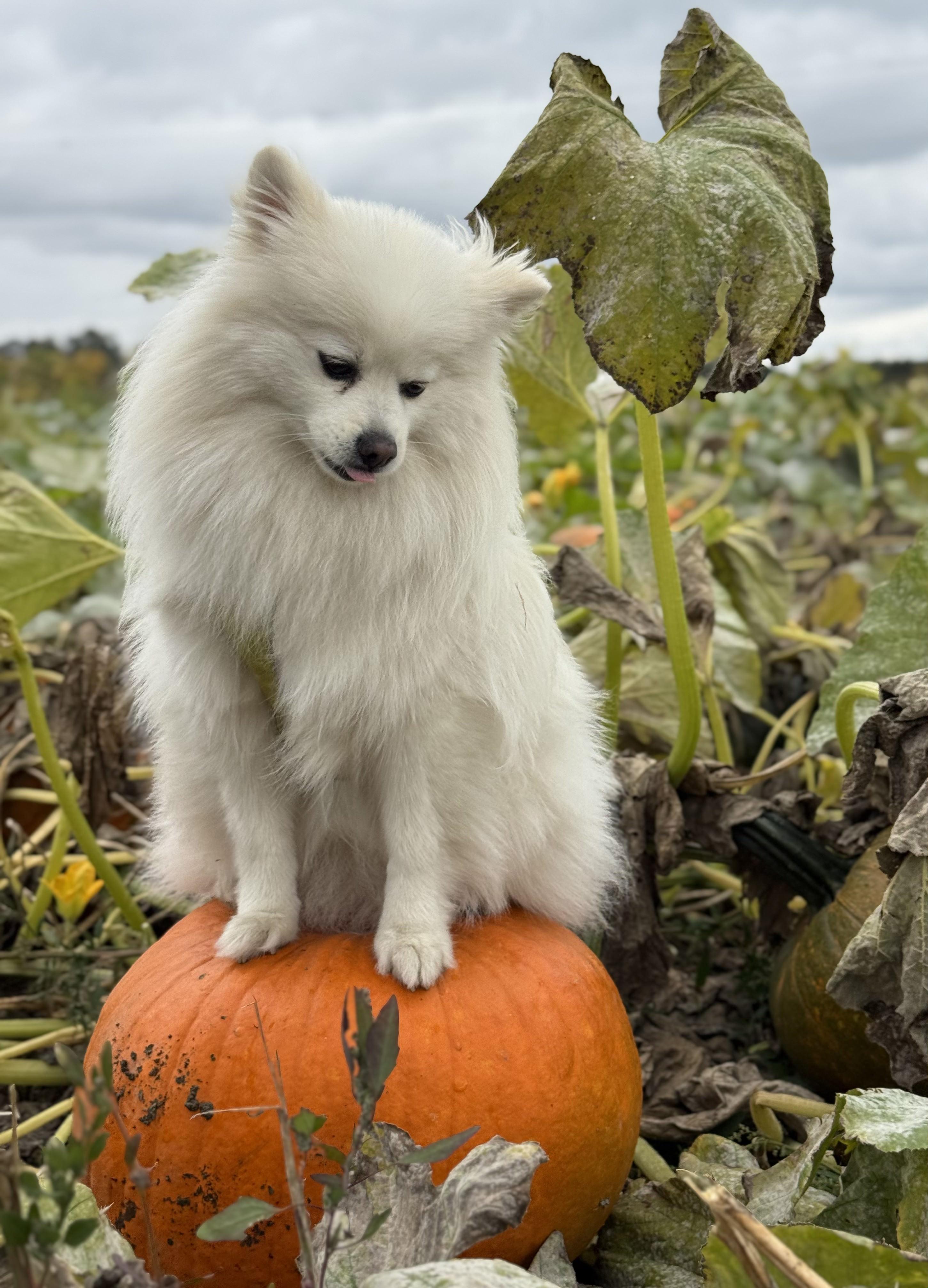 Leo, Adoptable, Adult Male Pomeranian.