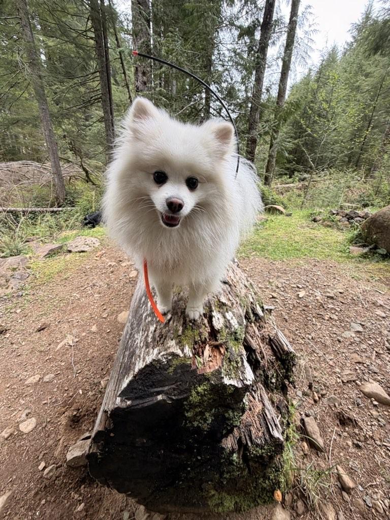 Enlarge Leo, a Adoptable Pomeranian in Portland, OR image 2/6