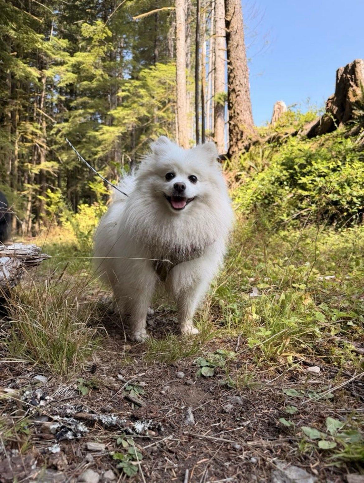 Enlarge Leo, a Adoptable Pomeranian in Portland, OR image 3/6