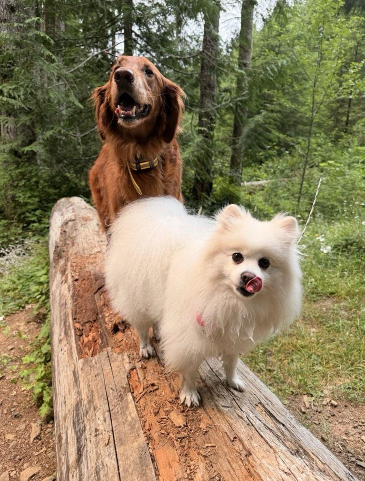 Enlarge Leo, a Adoptable Pomeranian in Portland, OR image 4/6