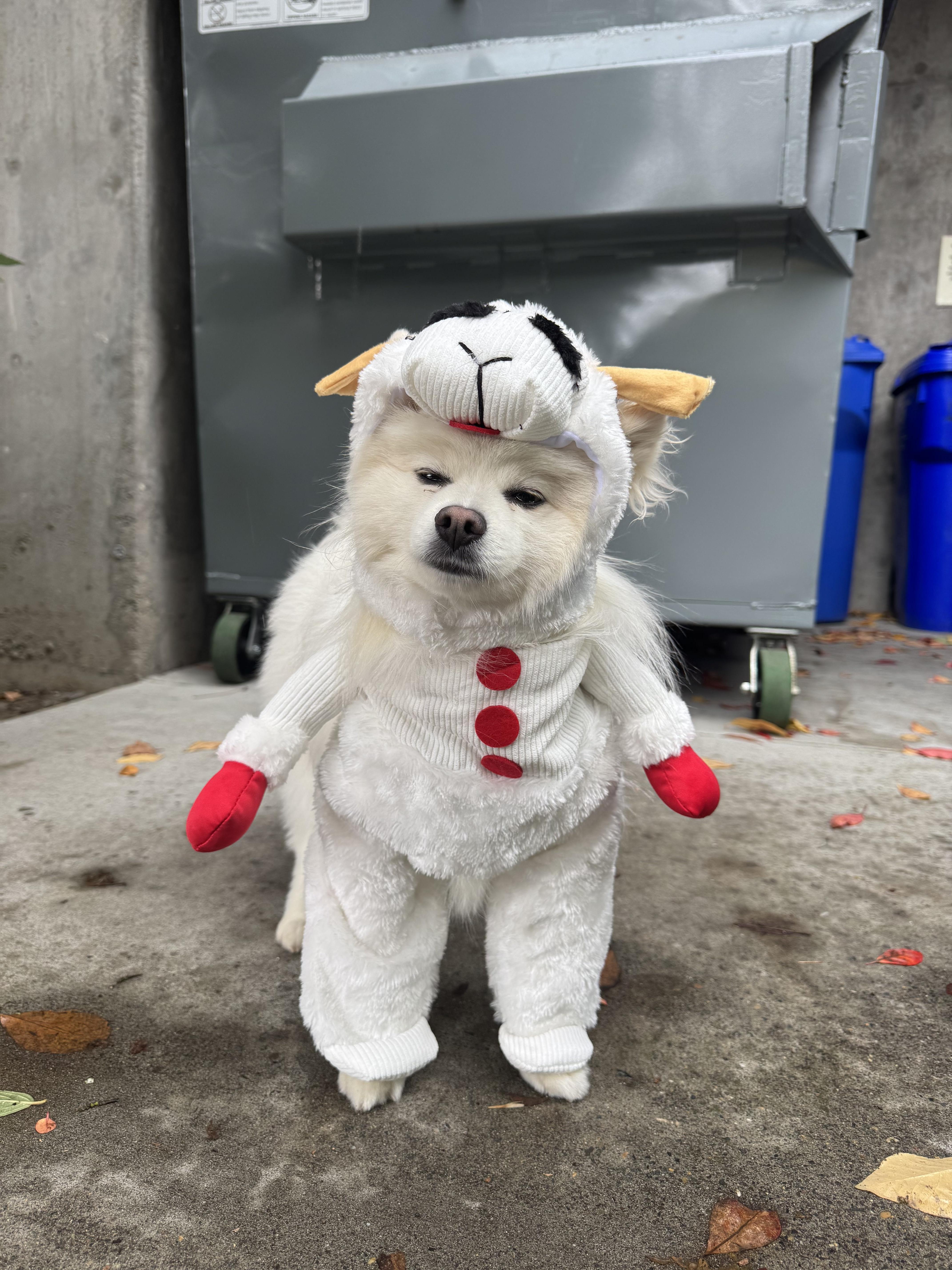 Enlarge Leo, a Adoptable Pomeranian in Portland, OR image 5/6