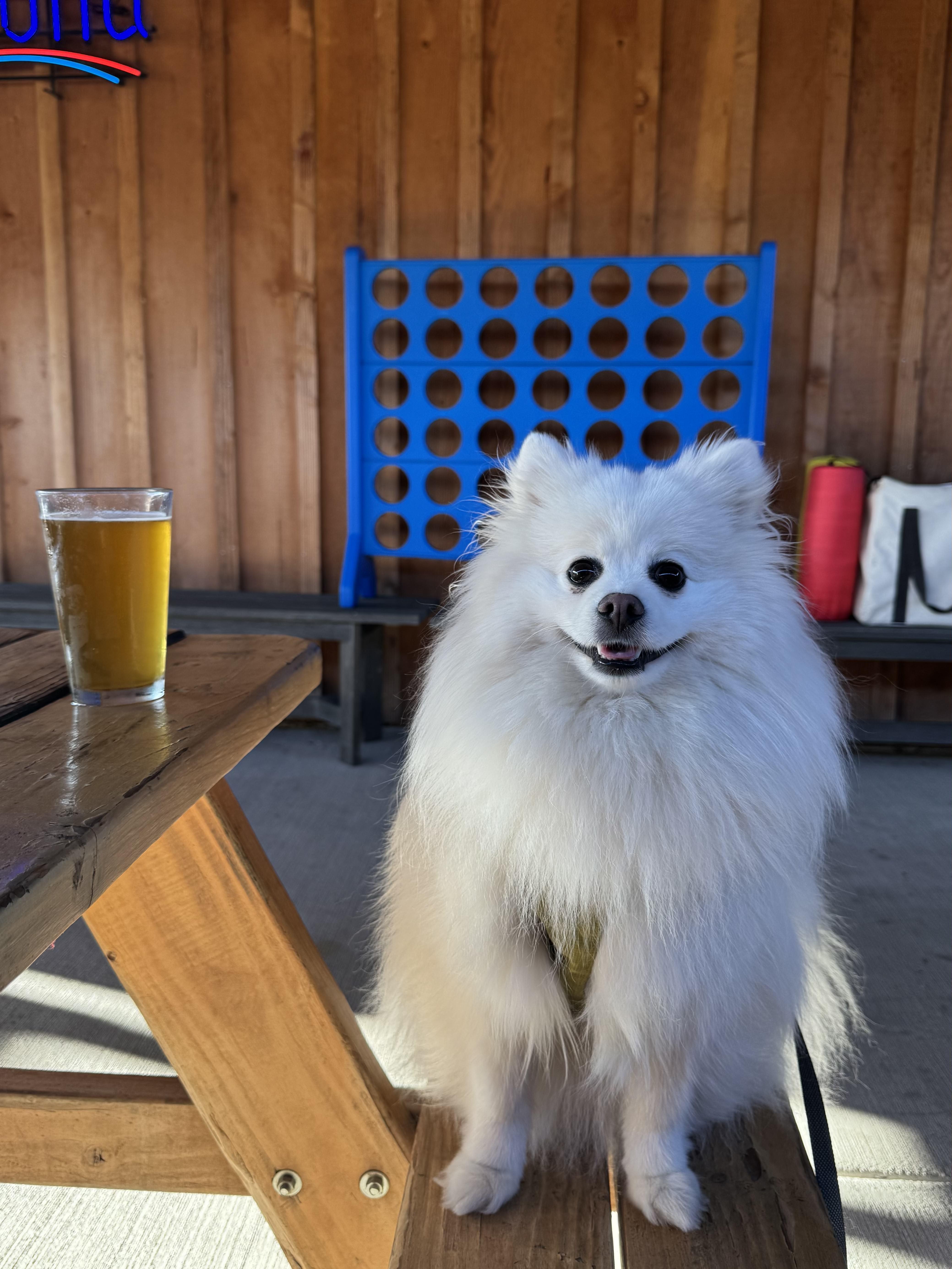 Enlarge Leo, a Adoptable Pomeranian in Portland, OR image 6/6