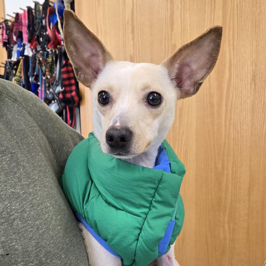 Chester 26-038, Adoptable, Young Male Chihuahua.