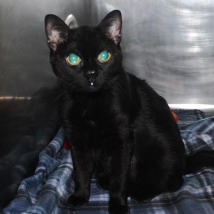 Enlarge Lucien, an adopted Domestic Short Hair in Syracuse, NY image 1/1