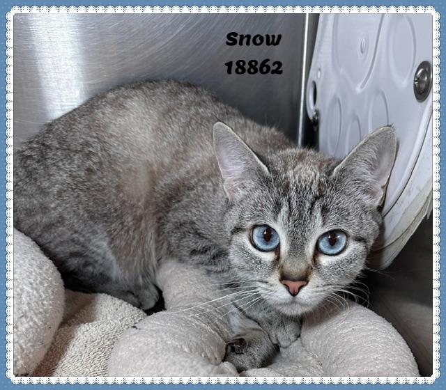 SNOW see also DAISY, adopted, Kitten Female Domestic Short Hair & Siamese.