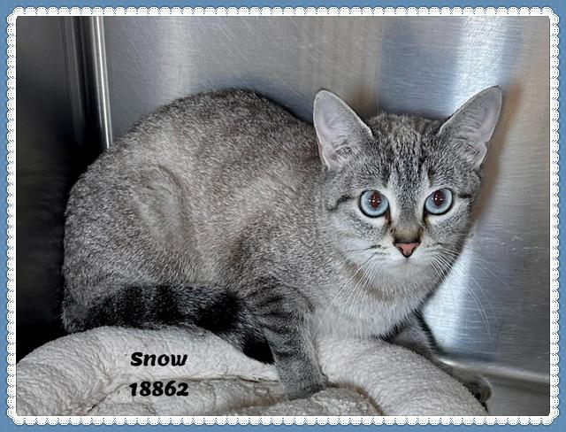 Enlarge SNOW see also DAISY, an adopted mixed breed in Marietta, GA image 5/5