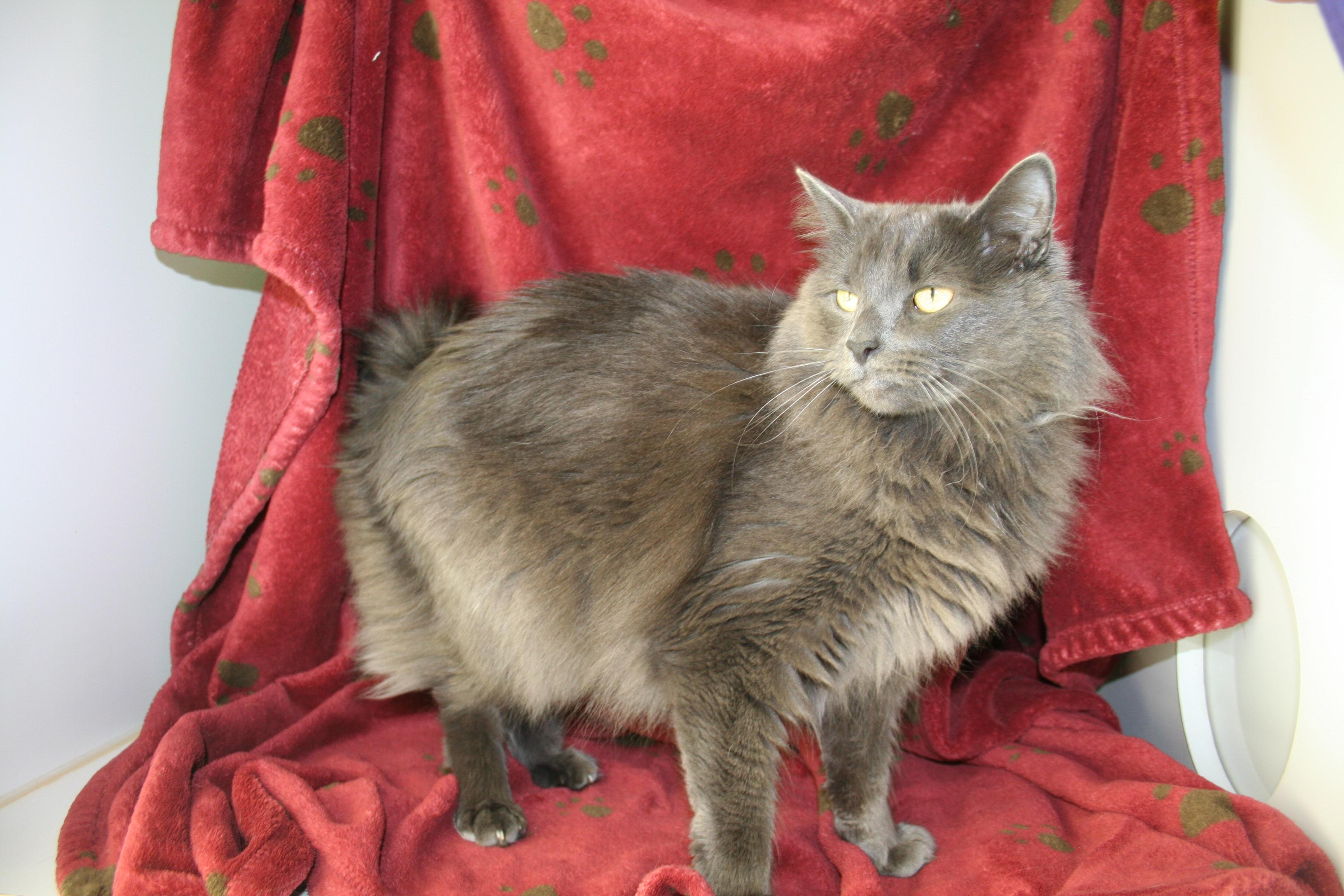 Enlarge Rani, a Adoptable American Bobtail in Huntington Beach, CA image 1/4