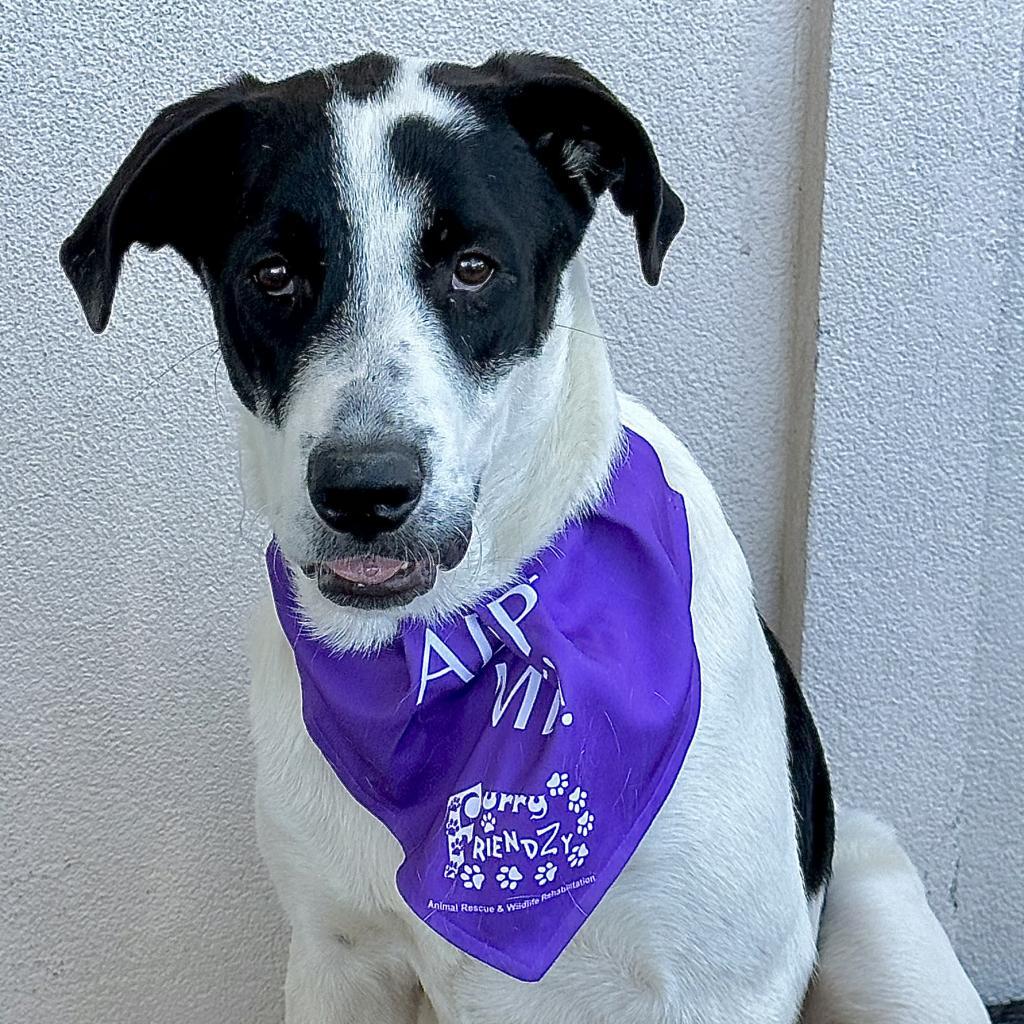 Mathias, Adoptable, Adult Male Labrador Retriever & American Foxhound.