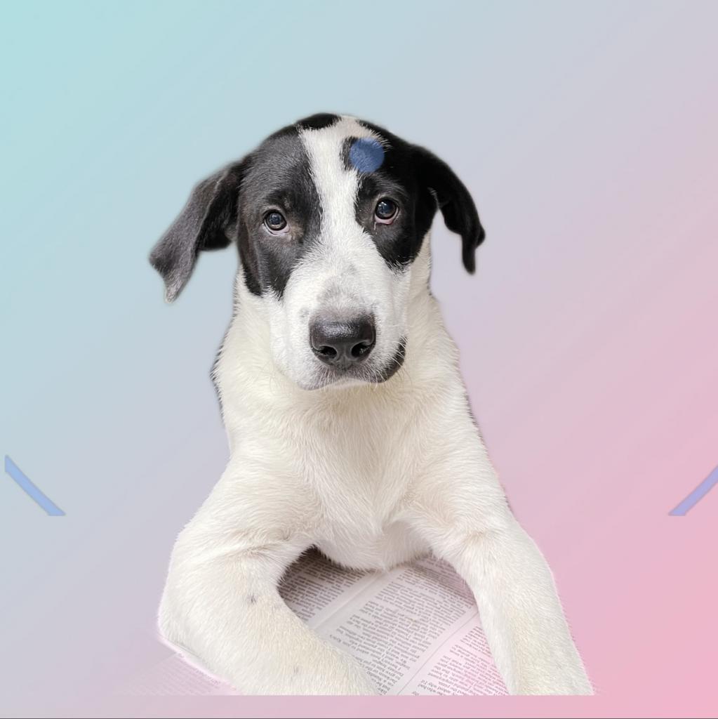 Enlarge Mathias, a Adoptable mixed breed in Dallas, TX image 2/2