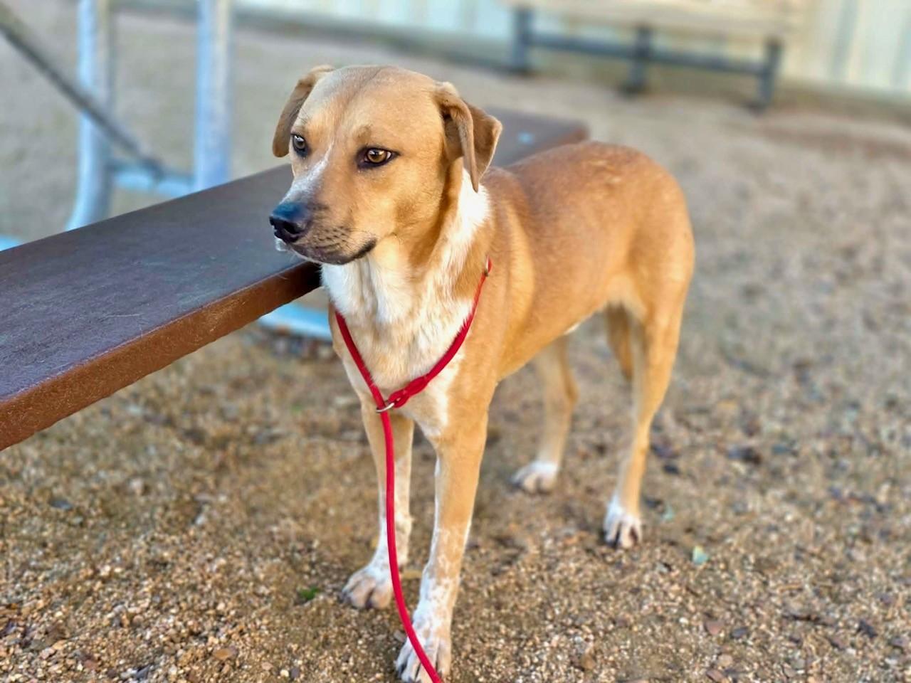 Enlarge Talon, a ADOPTABLE mixed breed in Comfort, TX image 4/5