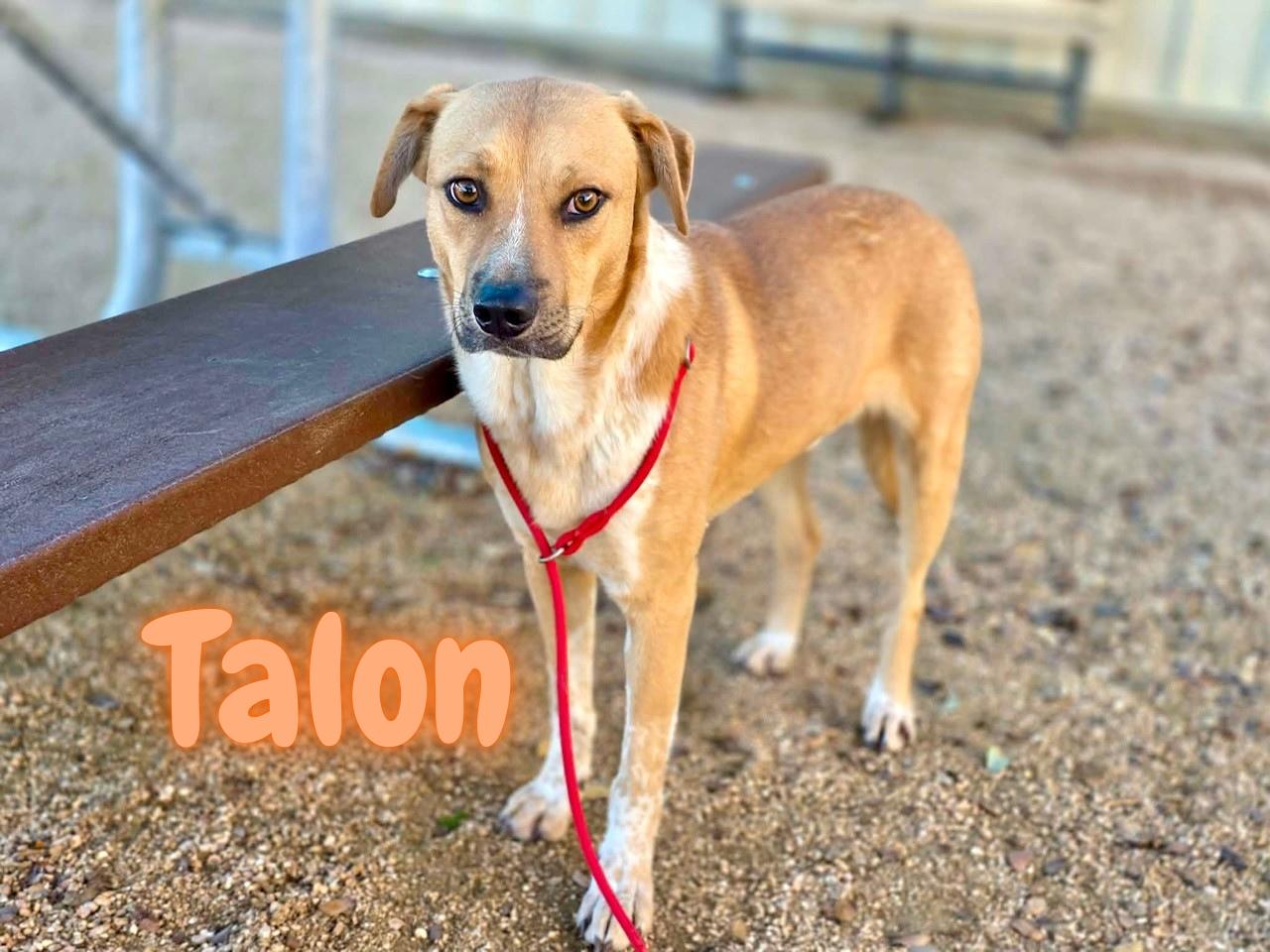 Enlarge Talon, a ADOPTABLE mixed breed in Comfort, TX image 1/5