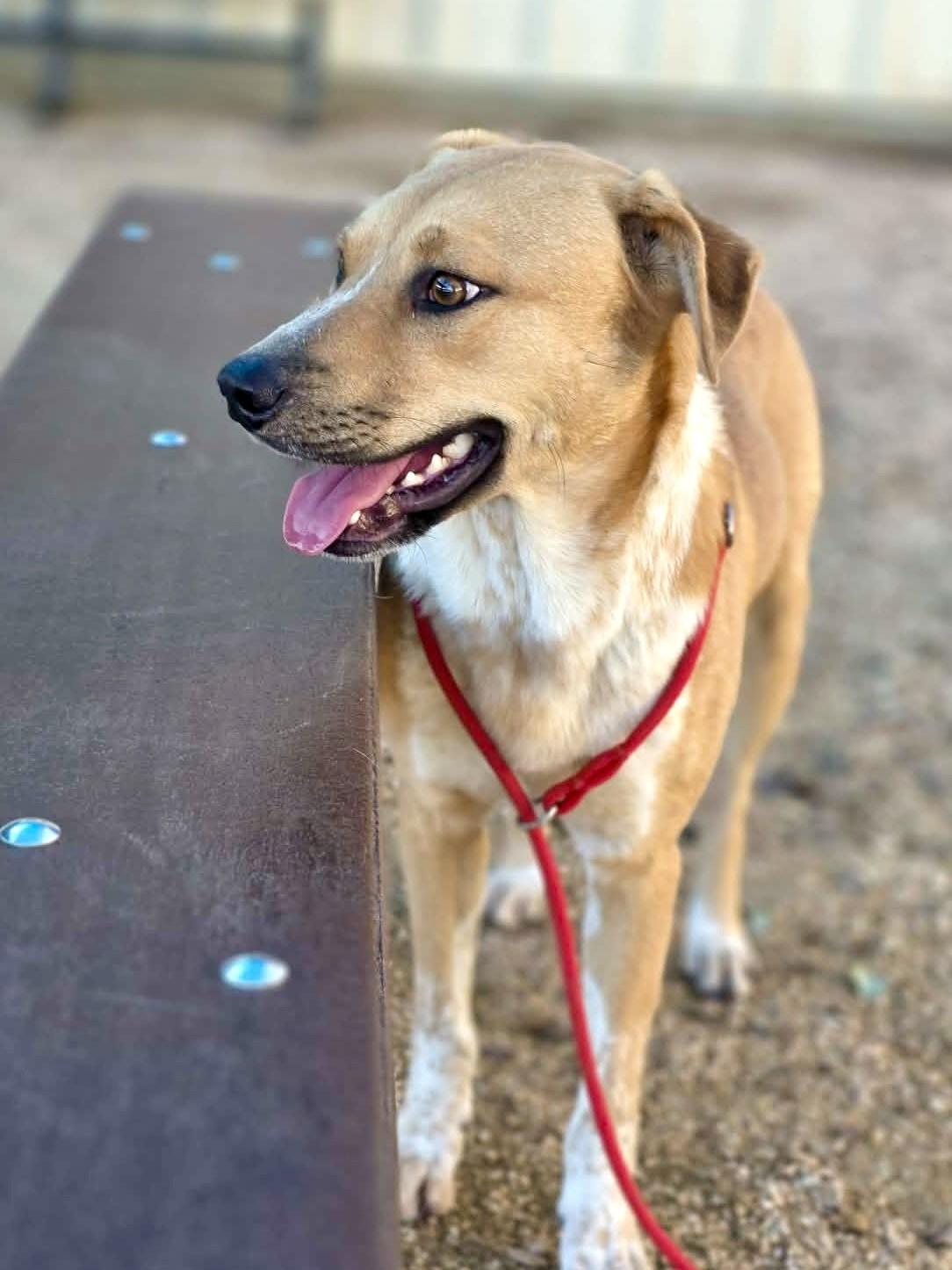 Enlarge Talon, a ADOPTABLE mixed breed in Comfort, TX image 3/5