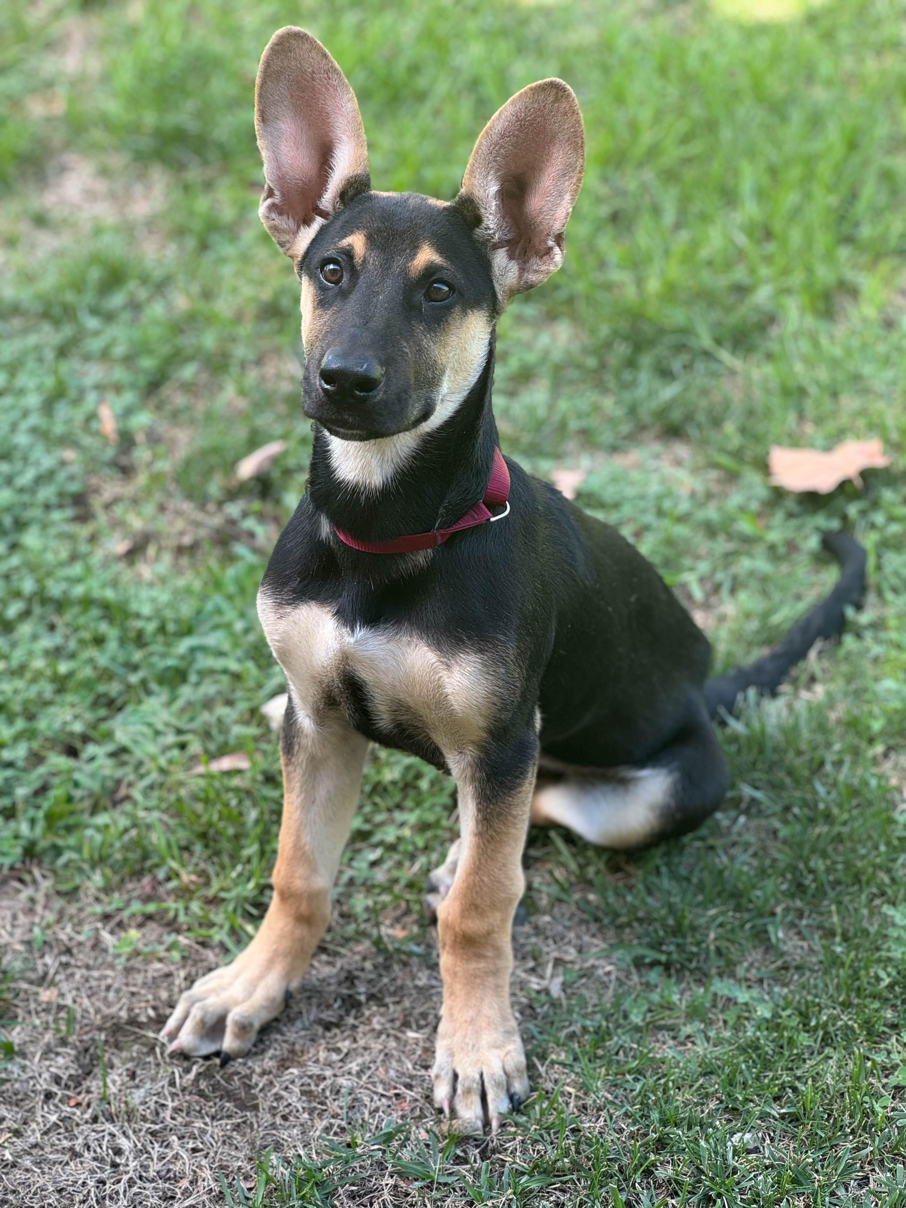 Jimmy, Adopted, Puppy Male German Shepherd Dog.