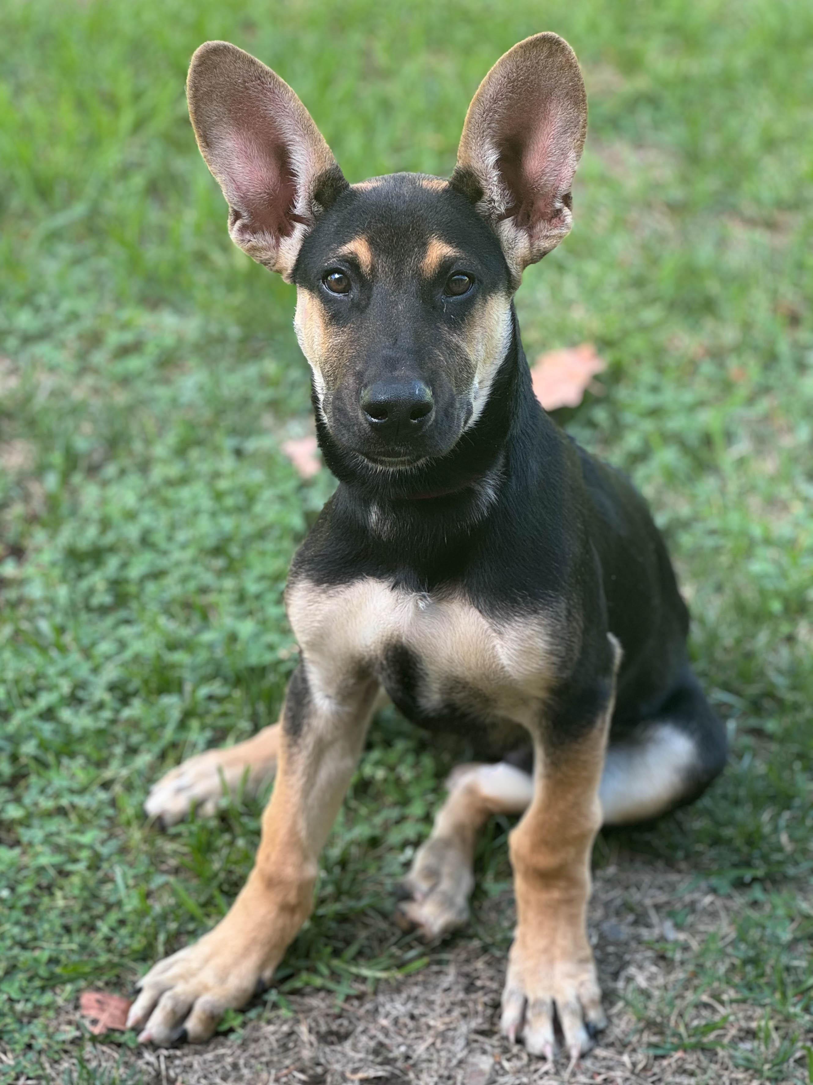 Jimmy, a Adopted mixed breed in Newport Beach, CA image 2/3