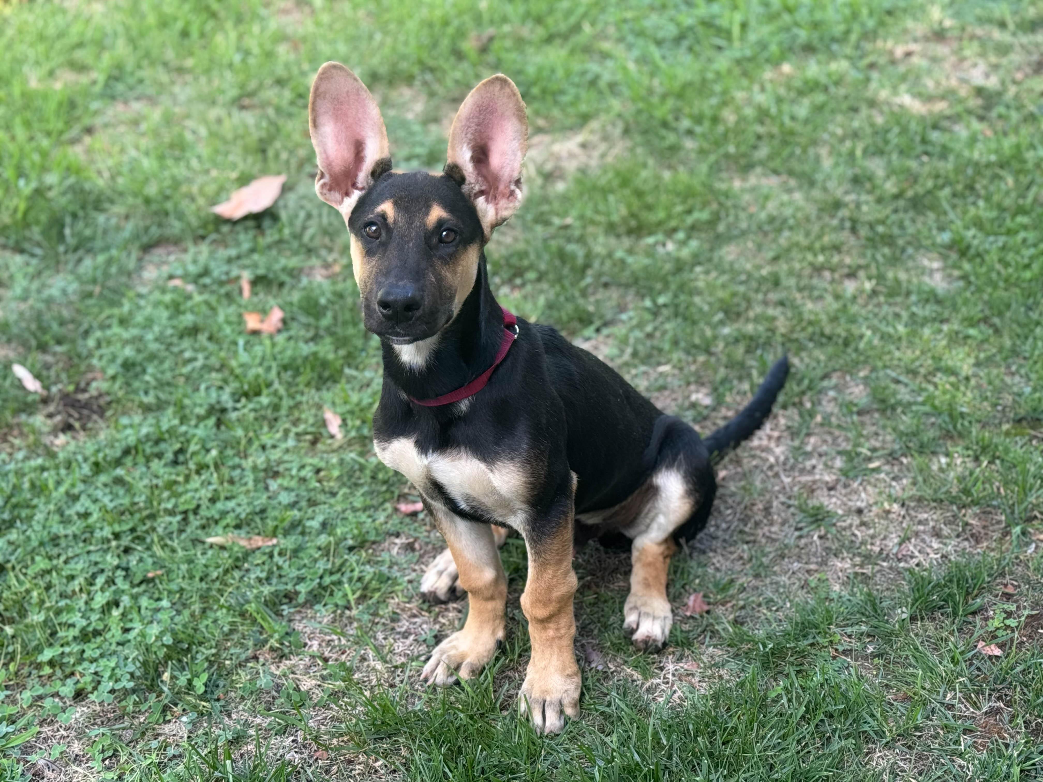 Jimmy, a Adopted mixed breed in Newport Beach, CA image 3/3