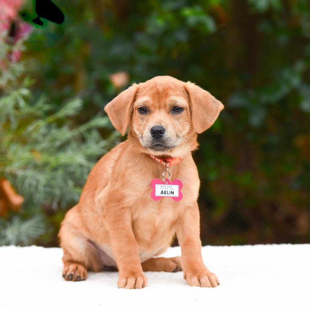 Enlarge Aelin, a Adoptable mixed breed in Wake Forest, NC image 1/1