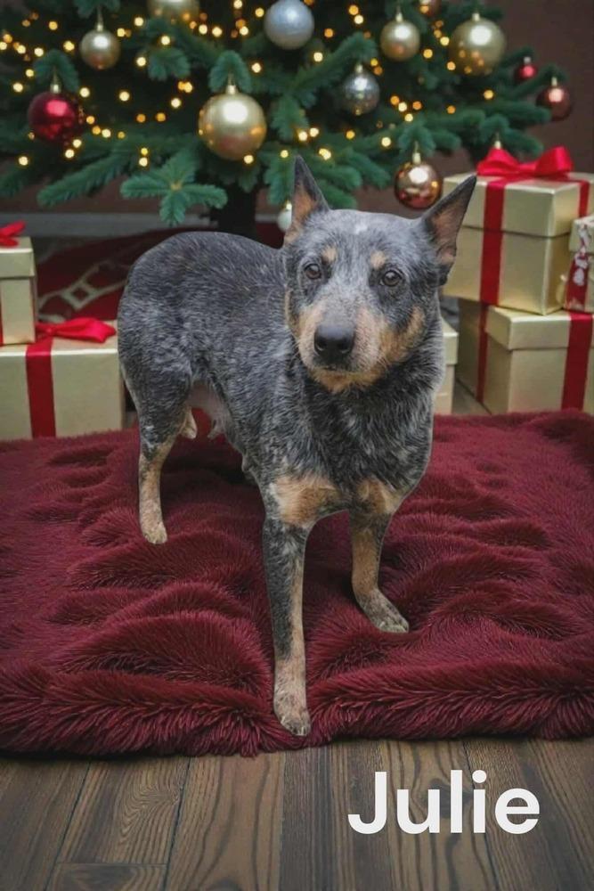 Julie, Adoptable, Adult Female Australian Cattle Dog / Blue Heeler.