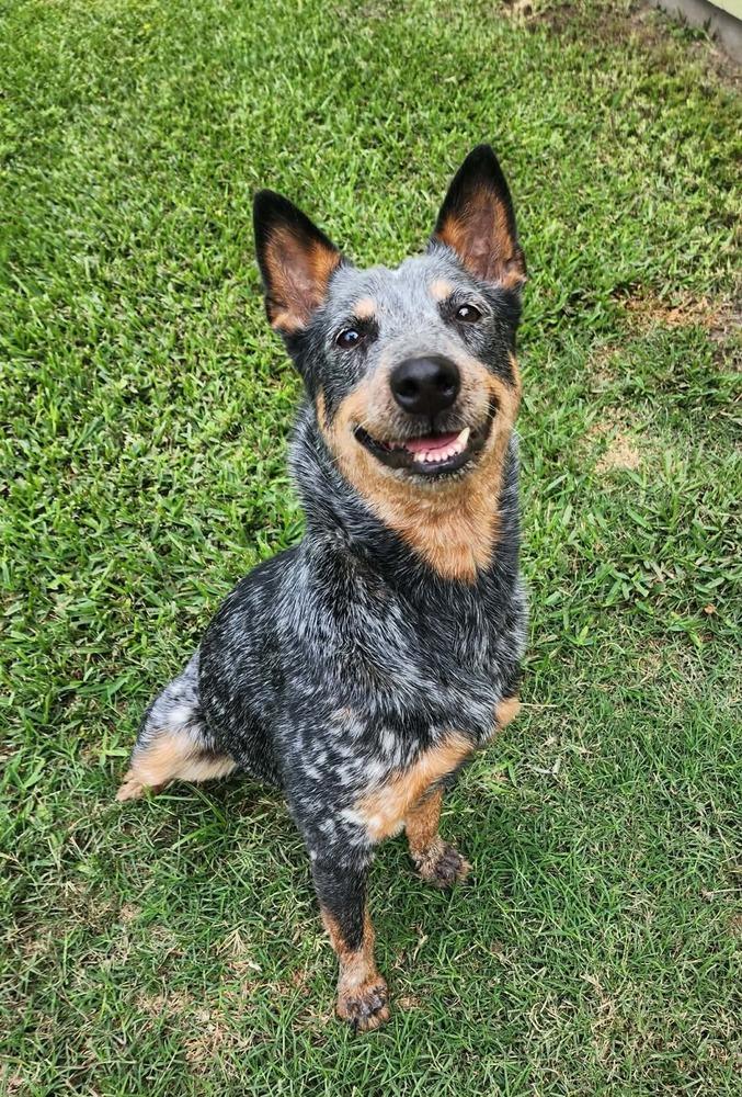 Enlarge Julie, a Adoptable Australian Cattle Dog / Blue Heeler in Aulac, NB image 1/6